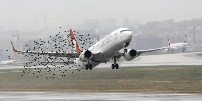 Стая чаек против гиганта: трагедия с участием Douglas DC-10