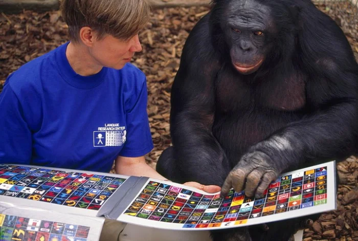 Канзи — шимпанзе, который говорил с людьми и освоил Майнкрафт