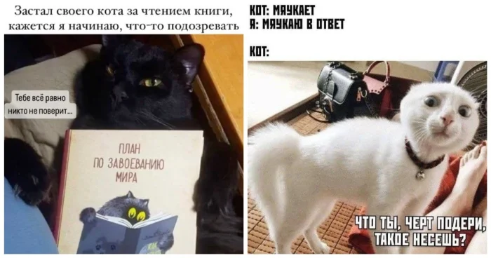 В Китае создают ИИ, который сможет переводить кошачий язык на человеческий