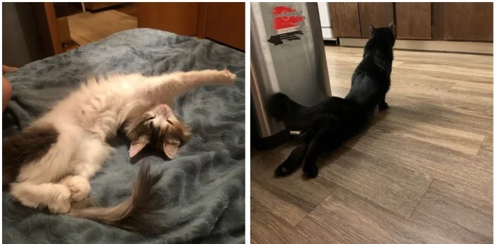 20 фото, доказывающих: коты — настоящие мастера йоги