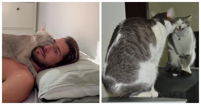 20 фото, подтверждающих, что коты — самые странные создания на планете