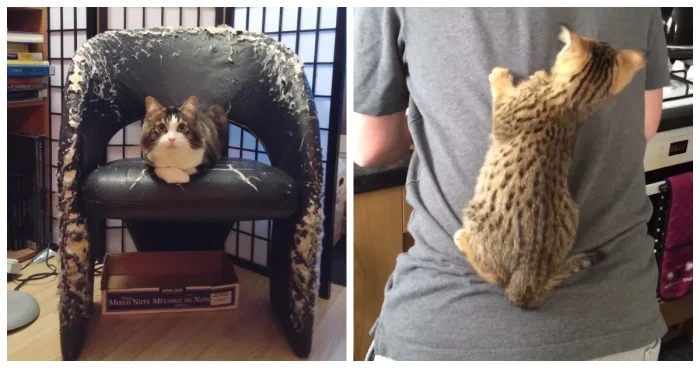 Кошачьи хулиганы: 20 случаев, когда терпение хозяев на грани