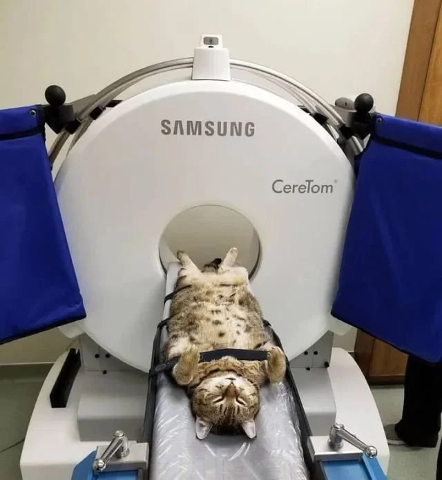 Милые зверушки, которые попали на КТ-сканирование