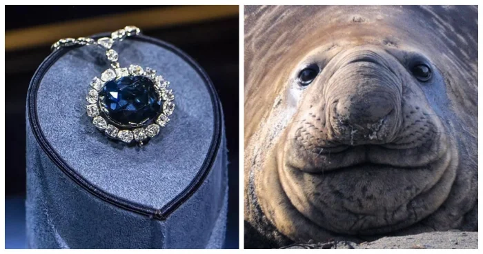 От спящих улиток до смертоносных алмазов: путеводитель по странностям Земли