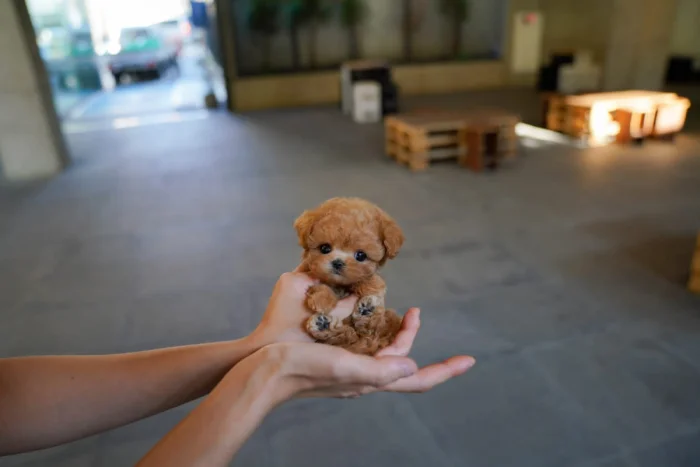 Вся правда о дизайнерских породах: почему это просто маркетинговый ход