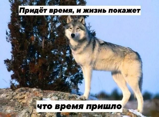 Смешные скрины из соцсетей #39