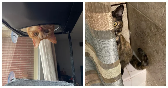 Инопланетяне среди нас: 22+ повода считать котов существами с другой планеты