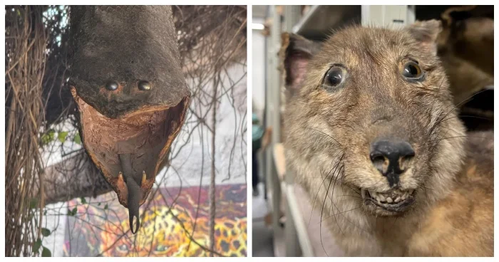 Таксидермия не для слабонервных: 30 пугающих и странных экспонатов