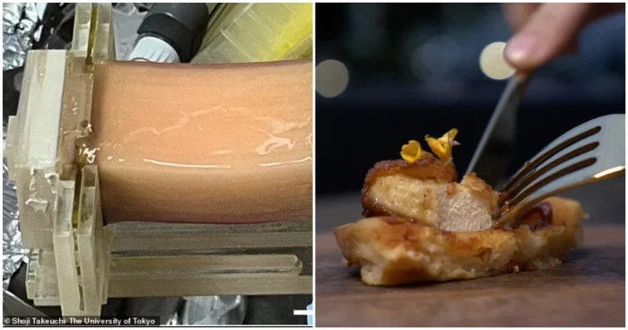 Учёные создали новый способ выращивания мяса в лаборатории