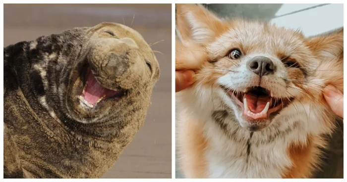 20 животных, чьи улыбки поднимут настроение лучше любой шутки