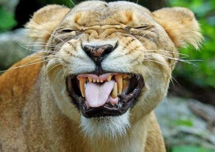 20 животных, чьи улыбки поднимут настроение лучше любой шутки