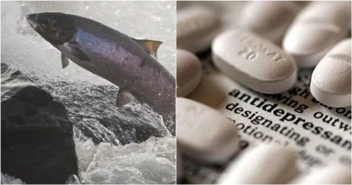 В Швеции в естественной среде обитания нашли лосося на антидепрессантах