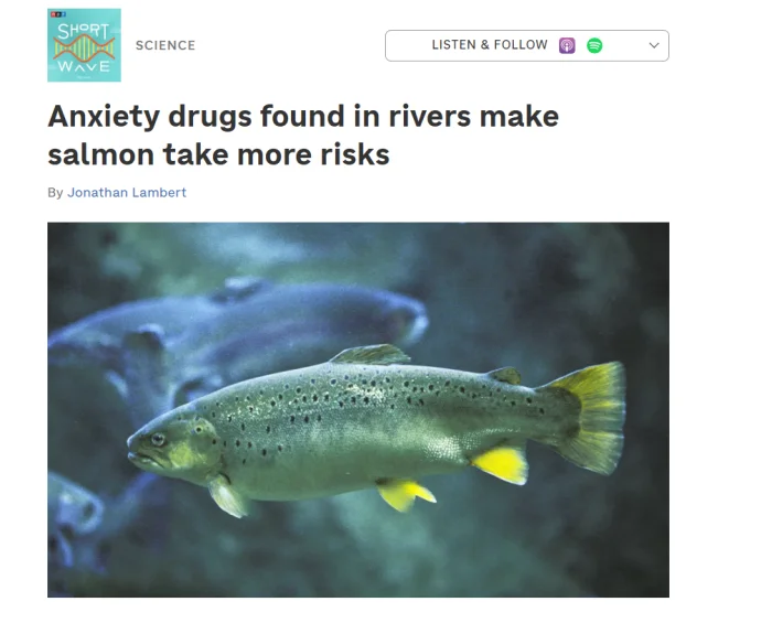 В Швеции в естественной среде обитания нашли лосося на антидепрессантах