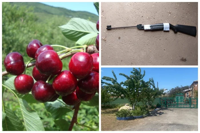 Ростовчанин открыл огонь по школьницам за ягоды с его участка