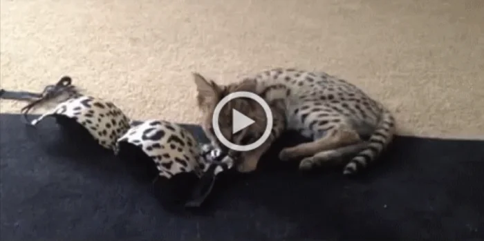 Разнообразные ГИФки #100