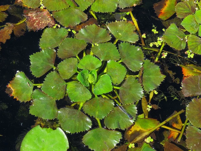 Водяной каштан