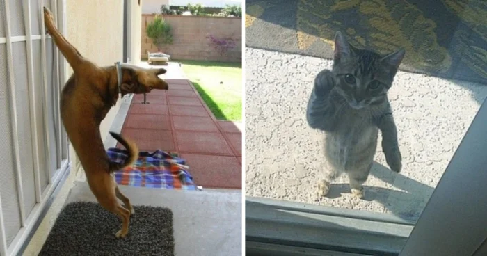 17 зверей, которые умоляли пустить их домой