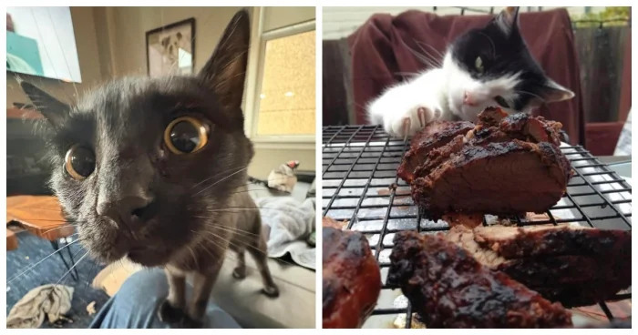 20 котов, которые точно знают, как правильно распорядиться своим временем