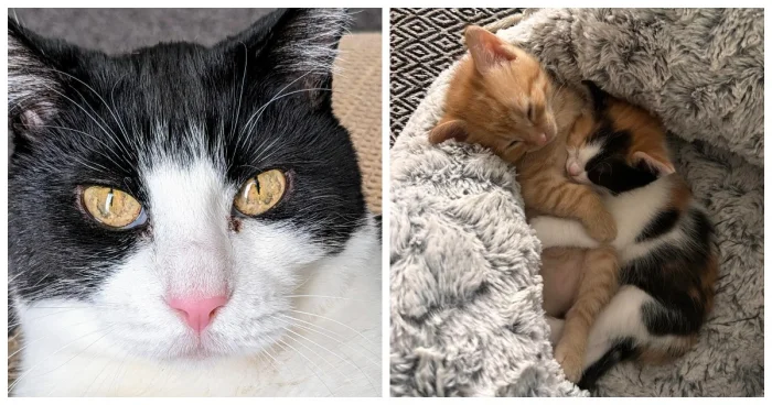 20 дел котиков, в которых не сразу понятно, что происходит