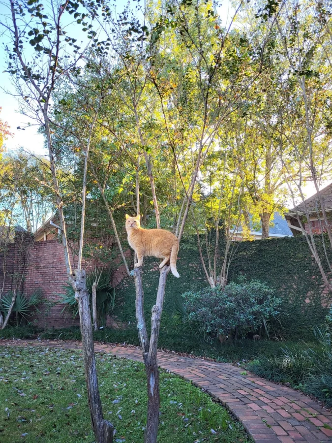 Кот обходит владения