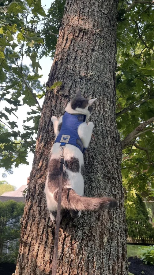 Кот тренируется на улице