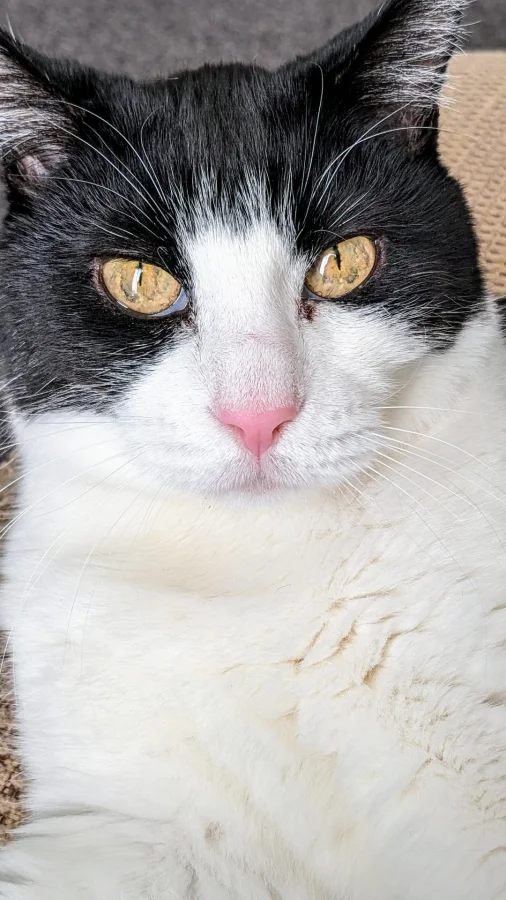 Кот гипнотизирует взглядом