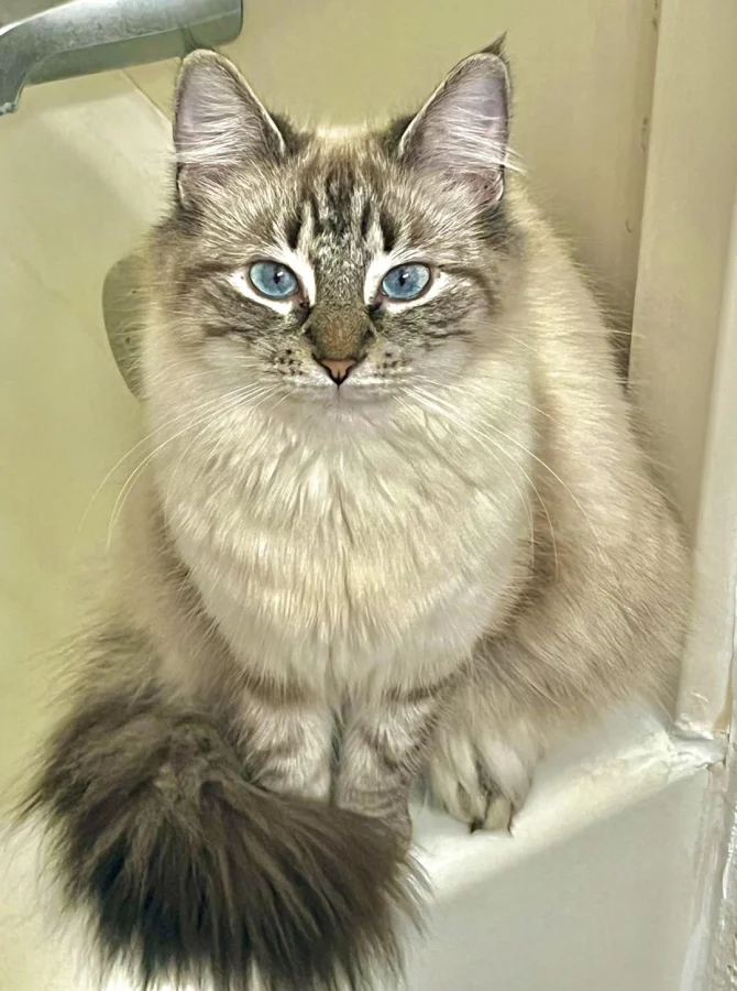 Кот предвкушает чудесный день