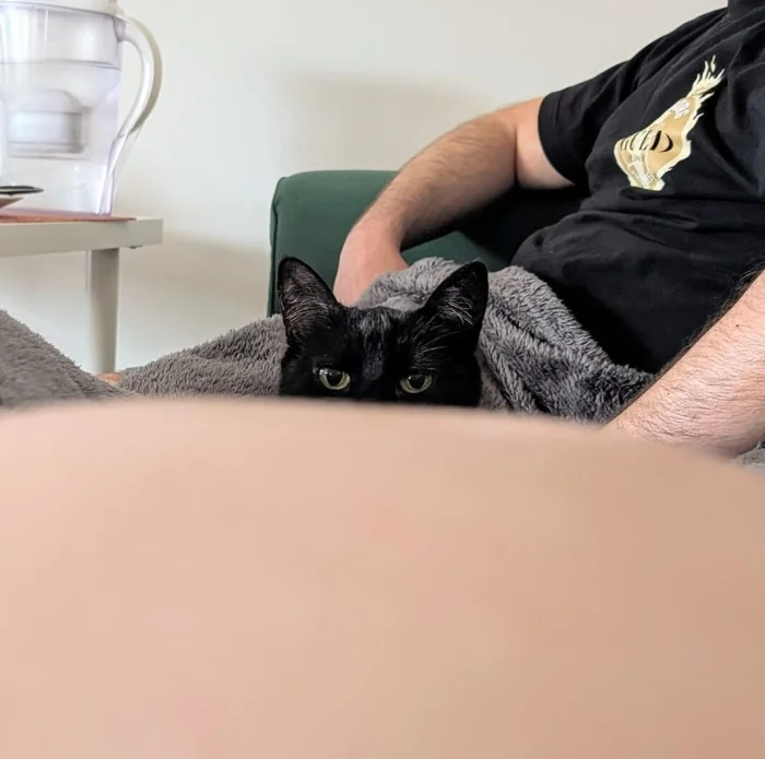 Кот контролирует всё