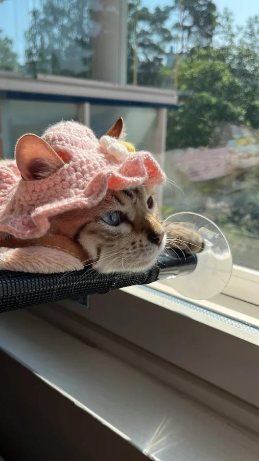 Кот замечает красоту мира