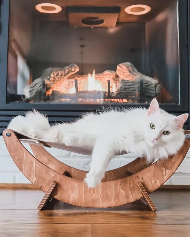 Кот позирует для фотографии