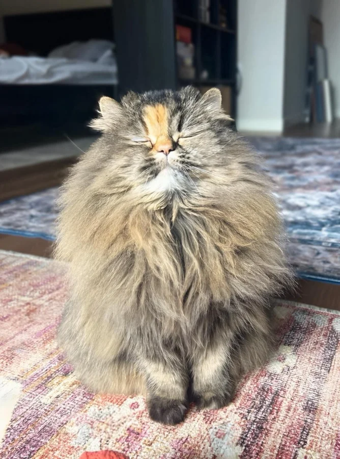 Кот делится хорошим настроением