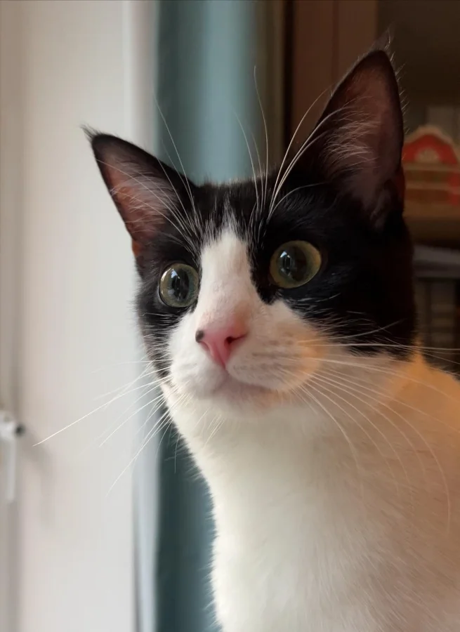 Кот удивляется простым чудесам