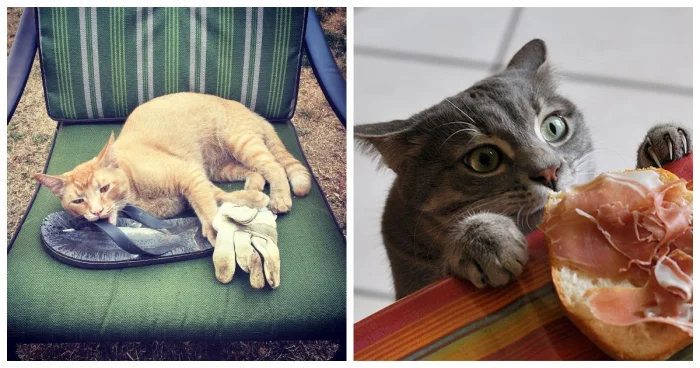 20 милых воришек, которых невозможно осудить