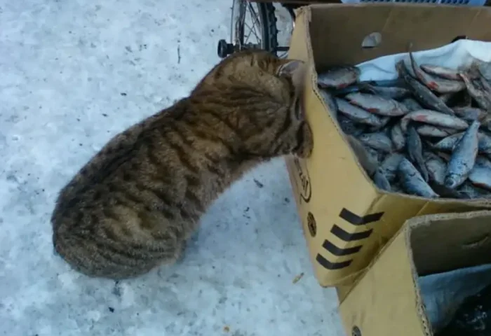 Рыбная история