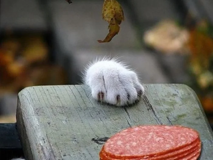 Кусь будет чей-то