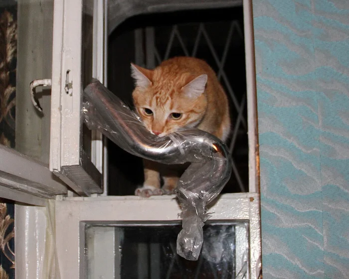 Профессиональный форточник