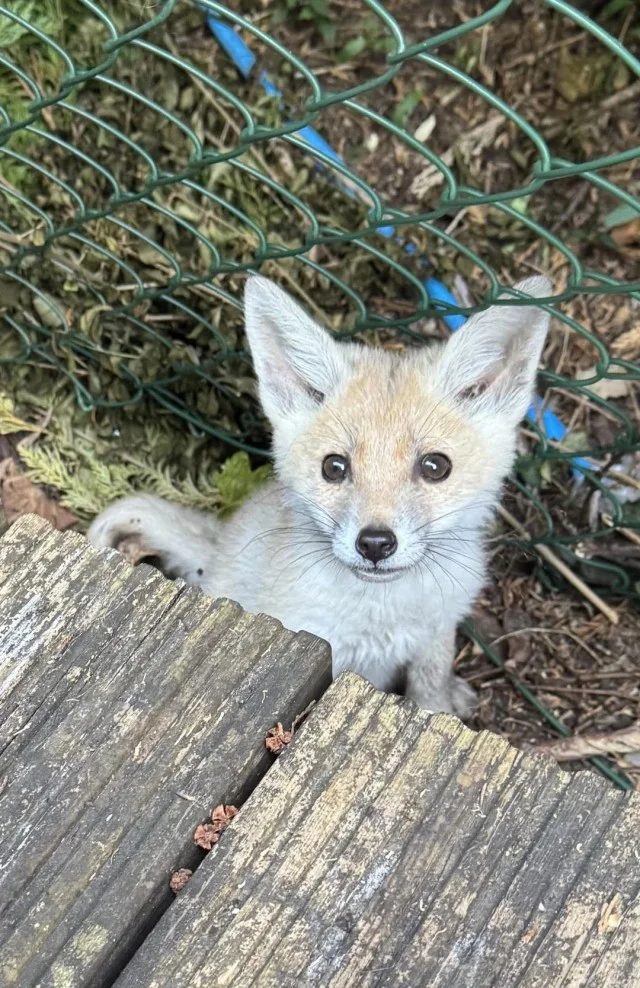 ФотоВинегрет