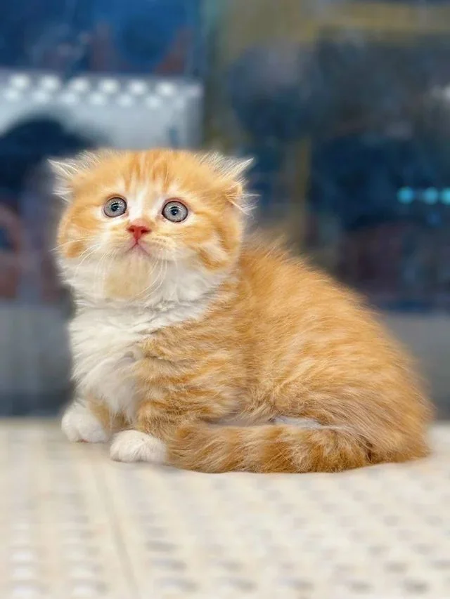 ФотоВинегрет