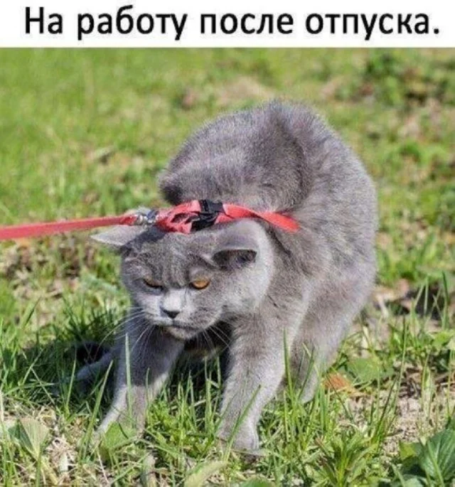 Держите смешнявки