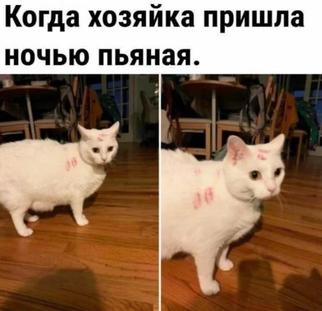 Кото-баяны