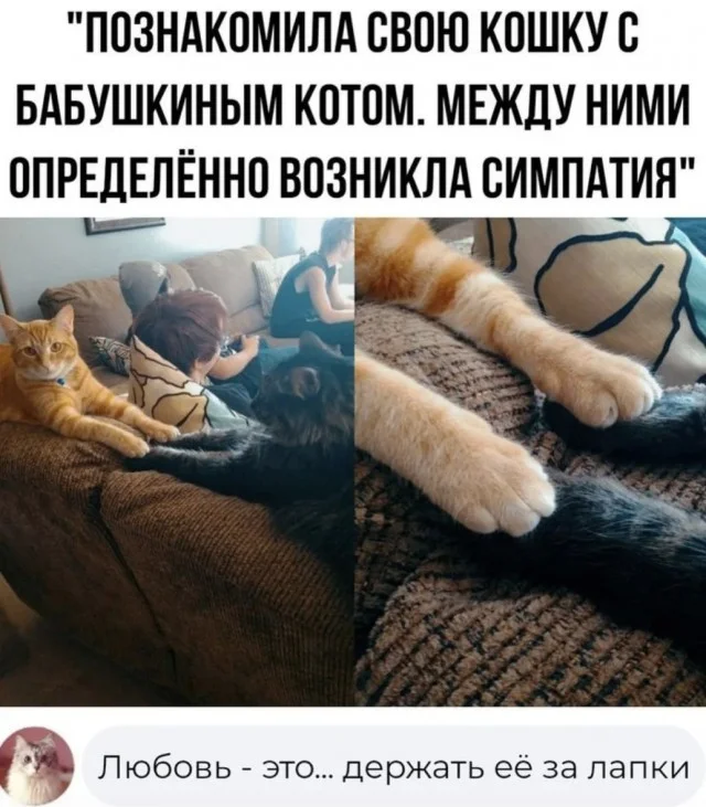 Кото-баяны