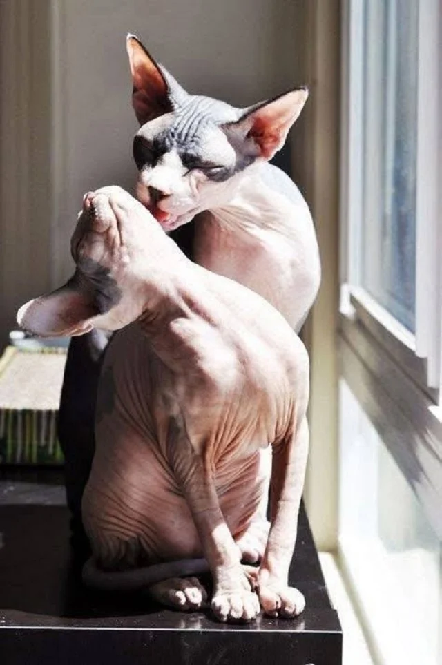 Свежо и смешно!