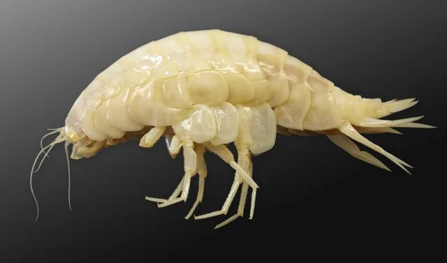 Гигантский бокоплав — крупнейшее в мире создание, напоминающее креветку