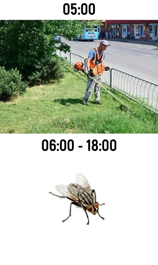 Расписание работ на лето