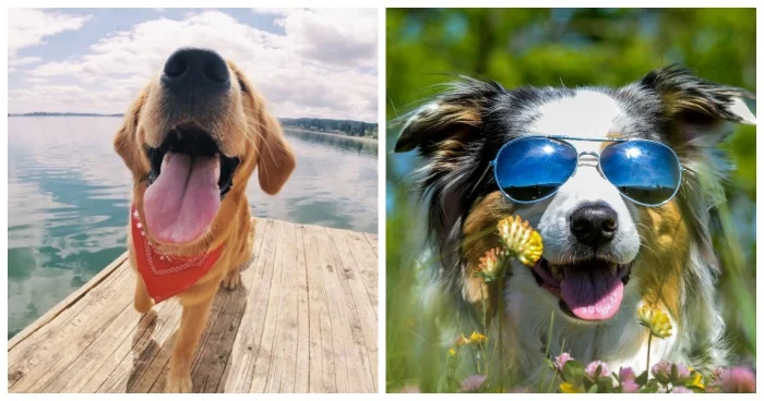 Лето в лапах: 25 пёселей, которые отдыхают по полной