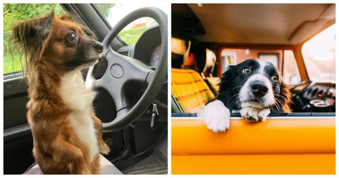 Лапы в дорогу: 25 собак и их друзья в летнем путешествии мечты