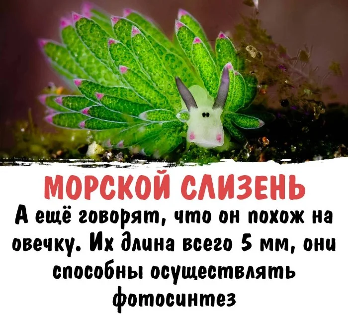 Интересная биология #100