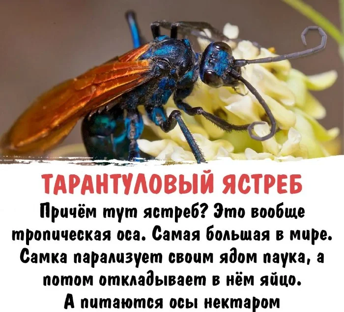 Интересная биология #103