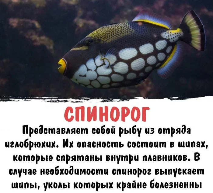 Интересная биология #104