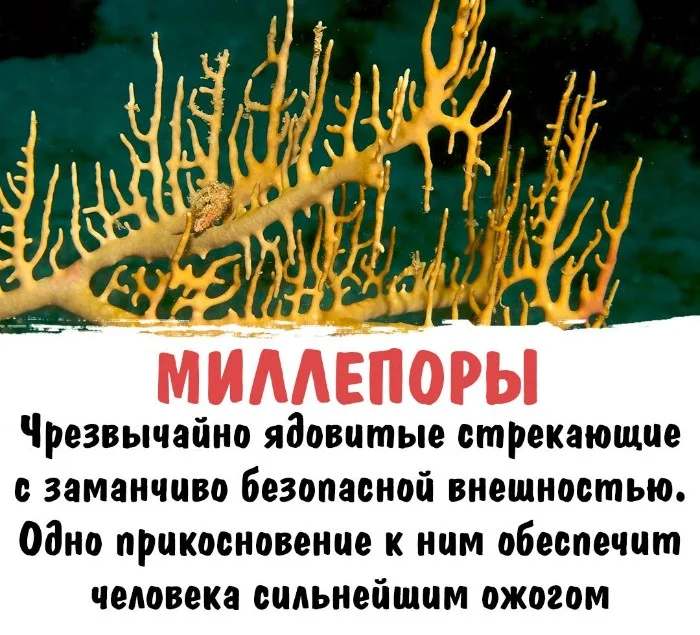 Интересная биология #81